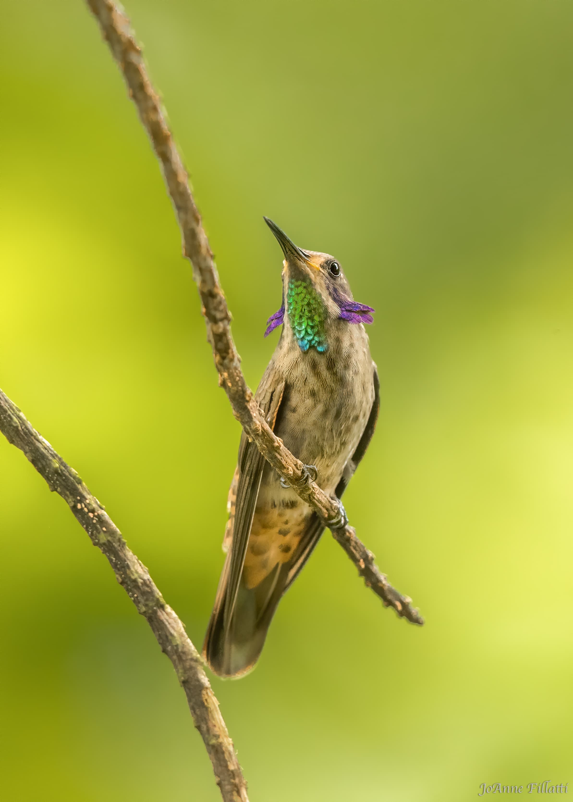 bird of ecuador image 19